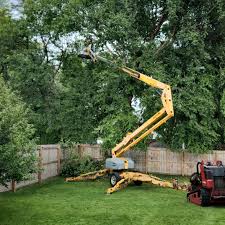 Leaf Removal in Gilroy, CA