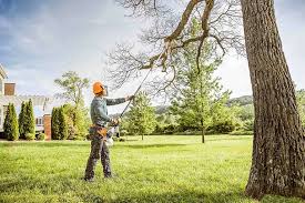 How Our Tree Care Process Works  in  Gilroy, CA