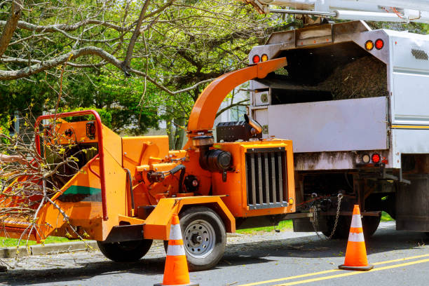 Best Fruit Tree Pruning  in Gilroy, CA